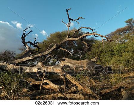 Stock Image - Dead tree branch in Kenya Africa. Fotosearch