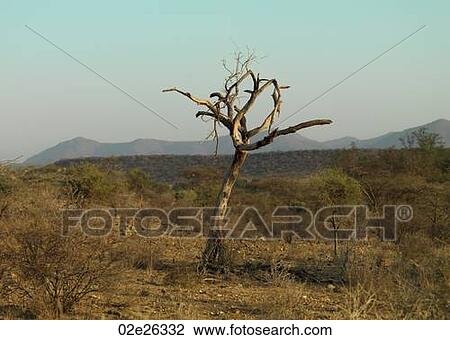 Dead tree on landscape in Kenya Africa View Large Photo Image Stock Image - Dead tree on landscape in Kenya Africa. Fotosearch