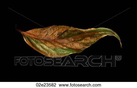 Stock Image - Detail of scanned leaf.. Fotosearch