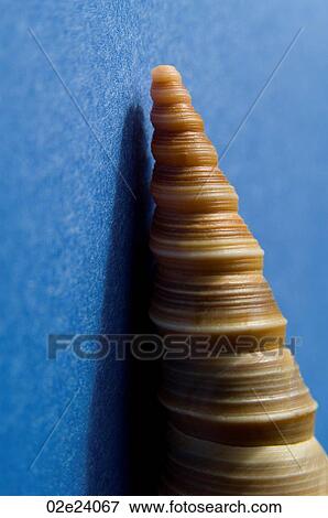Detail of single seashell on blue. View Large Photo Image Stock Photo - Detail of single seashell on blue.. Fotosearch