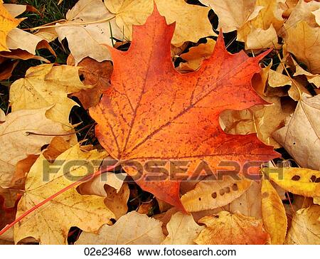 Stock Photo - Detailed close-up of maple leaf in autumn.. Fotosearch