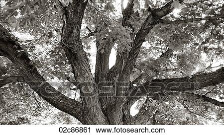 Diverging tree branches. View Large Photo Image Stock Image - Diverging tree branches.. Fotosearch