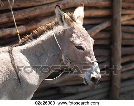 Donkey in Lamu Town, Africa View Large Photo Image Stock Image - Donkey in Lamu Town, Africa. Fotosearch