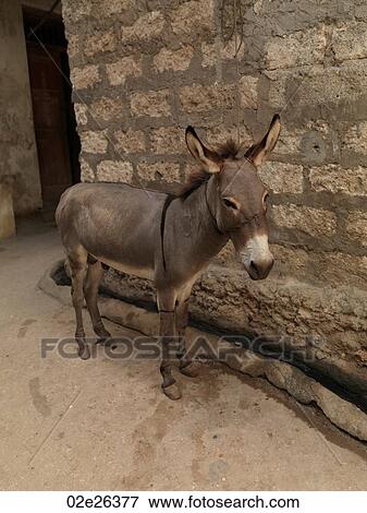 Donkey in Lamu Town, Africa View Large Photo Image Stock Photo - Donkey in Lamu Town, Africa. Fotosearch