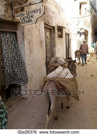 Donkey walking through Lamu Town, Africa View Large Photo Image Stock Photograph - Donkey walking through Lamu Town, Africa. Fotosearch