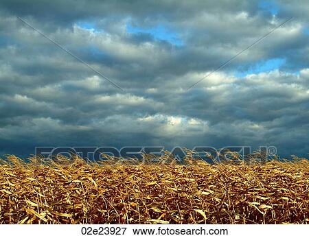 Stock Photo - Dried corn field beneath gray storm clouds.. Fotosearch