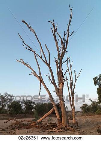 Dried riverbed in Kenya Africa View Large Photo Image Stock Image - Dried riverbed in Kenya Africa. Fotosearch