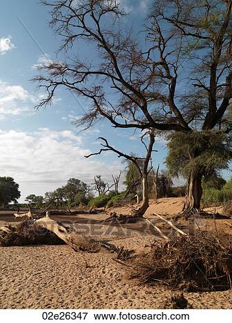 Dried riverbed in Kenya Africa View Large Photo Image Stock Photo - Dried riverbed in Kenya Africa. Fotosearch