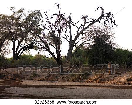 Dried riverbed in Kenya Africa View Large Photo Image Stock Photo - Dried riverbed in Kenya Africa. Fotosearch