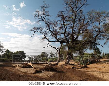 Dried riverbed in Kenya Africa View Large Photo Image Stock Photograph - Dried riverbed in Kenya Africa. Fotosearch