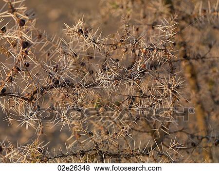 Dried vegetation in Kenya Africa View Large Photo Image Stock Photo - Dried vegetation in Kenya Africa. Fotosearch
