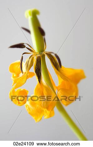 Dried yellow tulip. View Large Photo Image Stock Photo - Dried yellow tulip.. Fotosearch