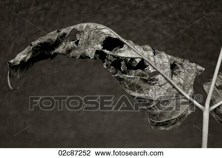 Dying leaf. View Large Photo Image Stock Image - Dying leaf.. Fotosearch