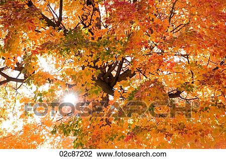 Early morning sunburst, through fall leaves. View Large Photo Image Stock Image - Early morning sunburst, through fall leaves.. Fotosearch