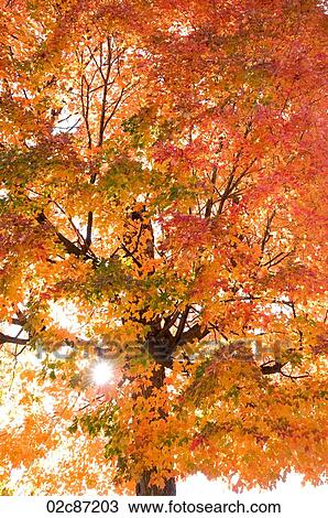 Early morning sunburst, through fall leaves. View Large Photo Image Stock Image - Early morning sunburst, through fall leaves.. Fotosearch