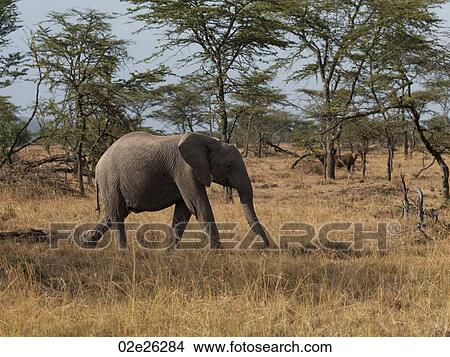 Elephants in Kenya Africa View Large Photo Image Picture - Elephants in Kenya Africa. Fotosearch