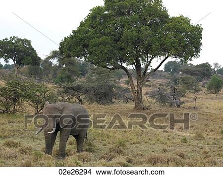 Elephants in Kenya Africa View Large Photo Image Picture - Elephants in Kenya Africa. Fotosearch