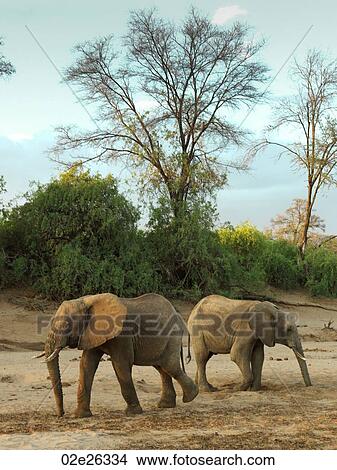 Elephants in Kenya Africa View Large Photo Image Picture - Elephants in Kenya Africa. Fotosearch