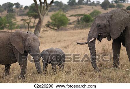 Elephants in Kenya Africa View Large Photo Image Stock Image - Elephants in Kenya Africa. Fotosearch