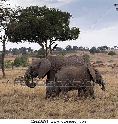 Elephants in Kenya Africa View Large Photo Image Stock Image - Elephants in Kenya Africa. Fotosearch