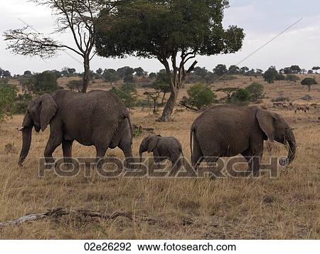 Elephants in Kenya Africa View Large Photo Image Stock Image - Elephants in Kenya Africa. Fotosearch