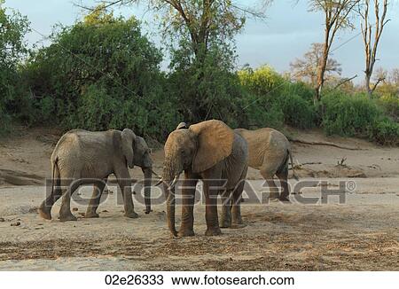 Elephants in Kenya Africa View Large Photo Image Stock Image - Elephants in Kenya Africa. Fotosearch