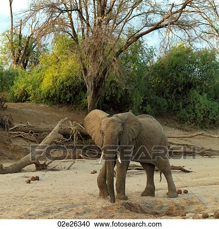 Elephants in Kenya Africa View Large Photo Image Stock Image - Elephants in Kenya Africa. Fotosearch