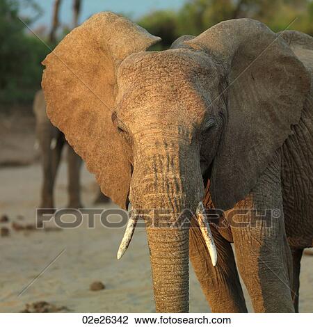Stock Image - Elephants in Kenya Africa. Fotosearch