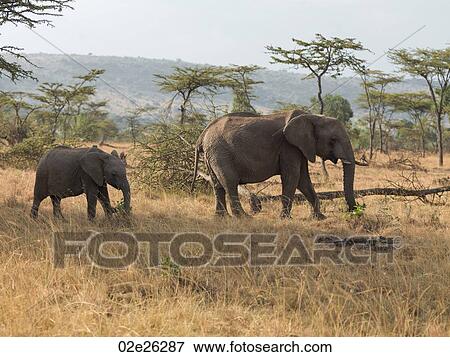 Elephants in Kenya Africa View Large Photo Image Stock Photo - Elephants in Kenya Africa. Fotosearch
