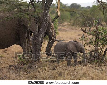 Elephants in Kenya Africa View Large Photo Image Stock Photo - Elephants in Kenya Africa. Fotosearch