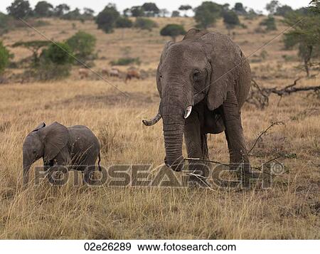Stock Photo - Elephants in Kenya Africa. Fotosearch