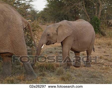 Elephants in Kenya Africa View Large Photo Image Stock Photo - Elephants in Kenya Africa. Fotosearch