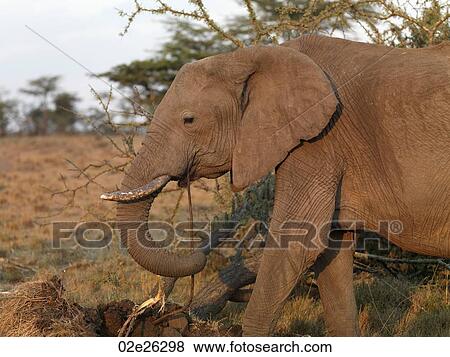 Stock Photo - Elephants in Kenya Africa. Fotosearch