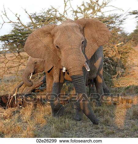 Elephants in Kenya Africa View Large Photo Image Stock Photo - Elephants in Kenya Africa. Fotosearch