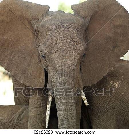 Elephants in Kenya Africa View Large Photo Image Stock Photo - Elephants in Kenya Africa. Fotosearch