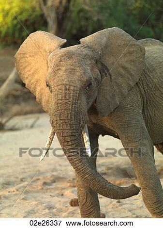 Elephants in Kenya Africa View Large Photo Image Stock Photo - Elephants in Kenya Africa. Fotosearch