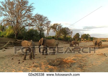 Elephants in Kenya Africa View Large Photo Image Stock Photo - Elephants in Kenya Africa. Fotosearch