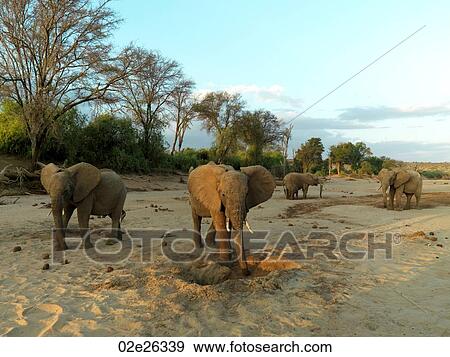 Elephants in Kenya Africa View Large Photo Image Stock Photo - Elephants in Kenya Africa. Fotosearch