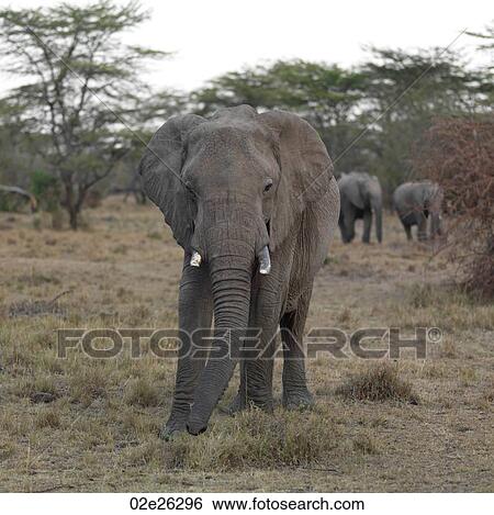 Elephants in Kenya Africa View Large Photo Image Stock Photograph - Elephants in Kenya Africa. Fotosearch