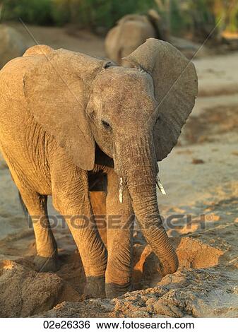 Elephants in Kenya Africa View Large Photo Image Stock Photograph - Elephants in Kenya Africa. Fotosearch