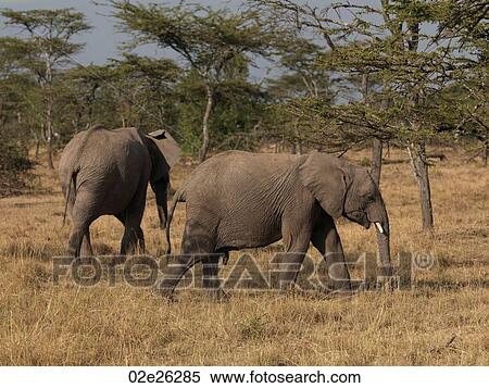 Stock Photography - Elephants in Kenya Africa. Fotosearch