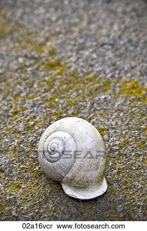 Empty shell on concrete View Large Photo Image Stock Photography - Empty shell on concrete. Fotosearch