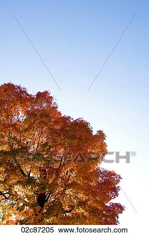 Fall foliage. View Large Photo Image Stock Photography - Fall foliage.. Fotosearch