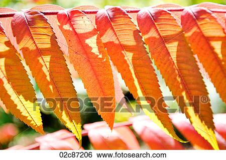 Stock Photograph - Fall leaves of autumn.. Fotosearch