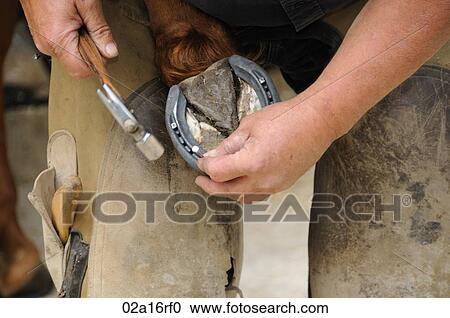 Stock Image - Farrier shoeing a horse. Fotosearch