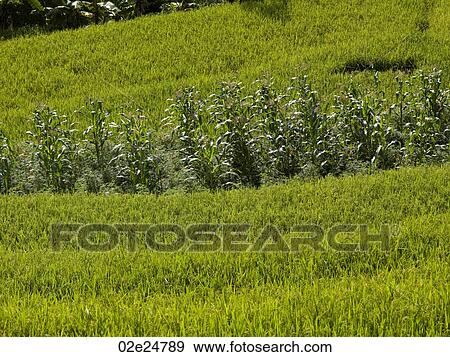 Stock Photo - Field of crops growing in Bali. Fotosearch