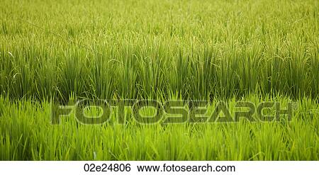 Field of crops in Bali View Large Photo Image Stock Photograph - Field of crops in Bali. Fotosearch