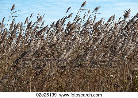 Field of grass, the Hamptons, New York View Large Photo Image Stock Photo - Field of grass, the Hamptons, New York. Fotosearch