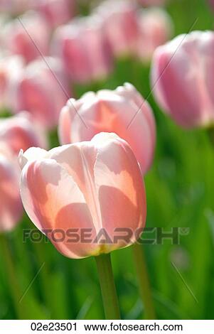 Stock Image - Field of pink spring tulips in full bloom.. Fotosearch