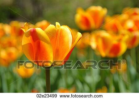 Field of spring orange tulips in full bloom. View Large Photo Image Stock Photo - Field of spring orange tulips in full bloom.. Fotosearch
